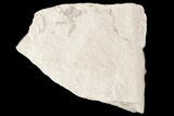 Bargain, Jurassic Brittle Star (Sinosura) Fossil - Solnhofen #86391-1